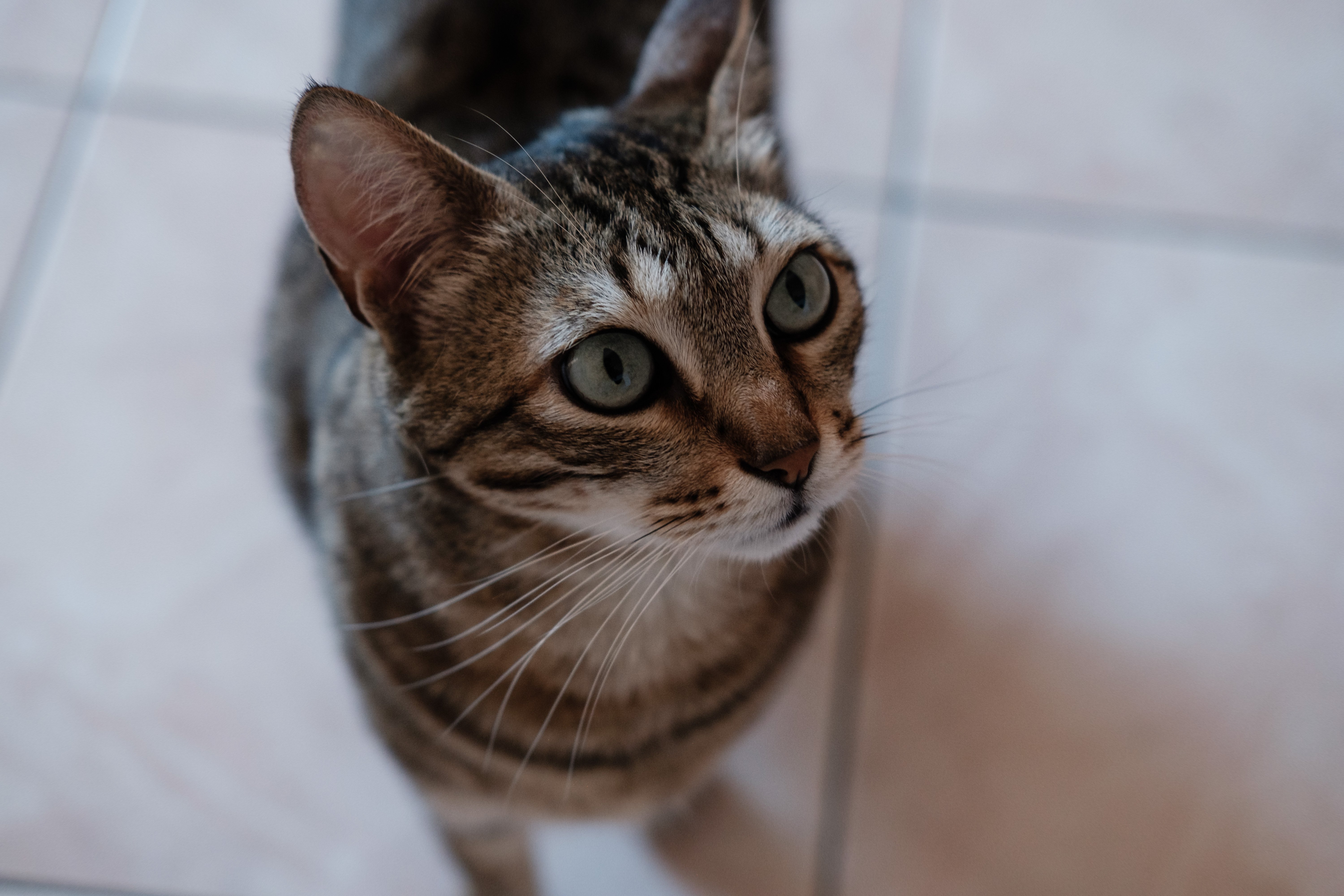 Close-up of a tabby domestic cat sitting on a tiled floor; ears erect, large eyes looking upward, brown-and-black striped fur, facial details sharp; natural side light producing reflections in the eyes.